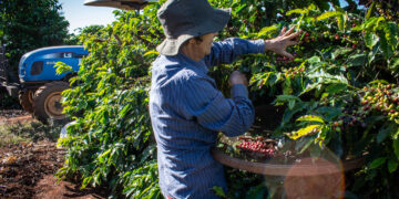 Mulher colhe café em Tomazina com um trator ao fundo