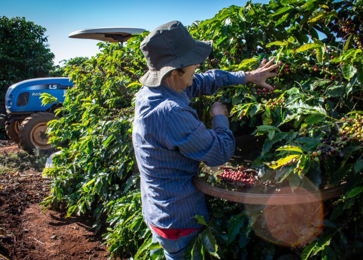 Mulher colhe café em Tomazina com um trator ao fundo